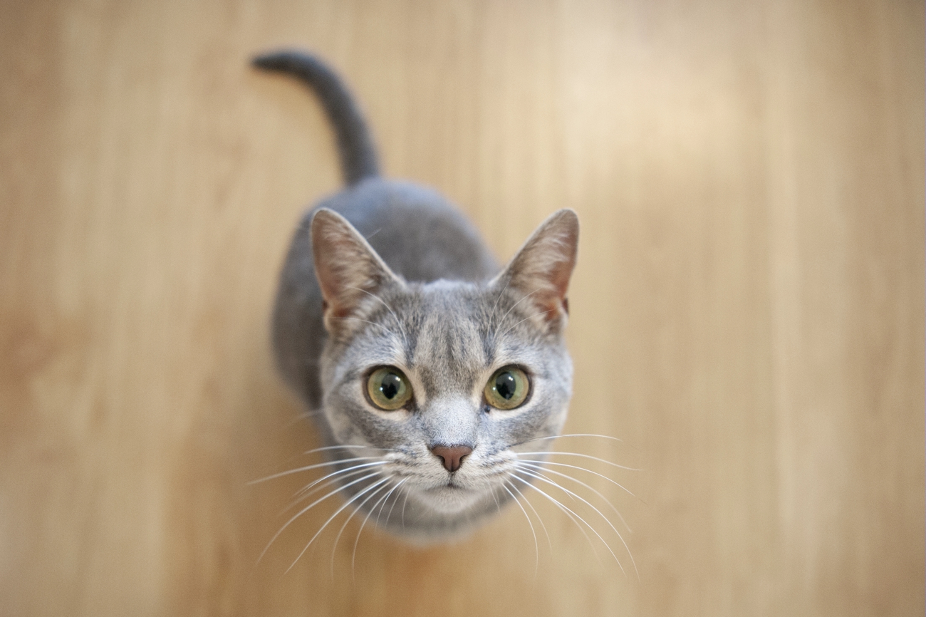 Адопция бездомных животных во время войны: мы рядом, чтобы помогать